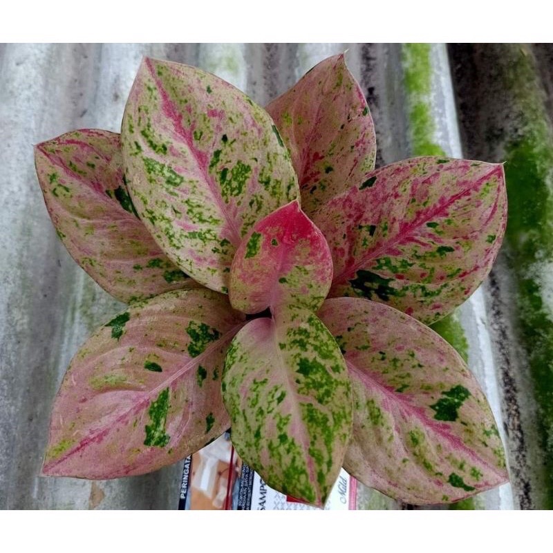 Anakan aglonema emerald