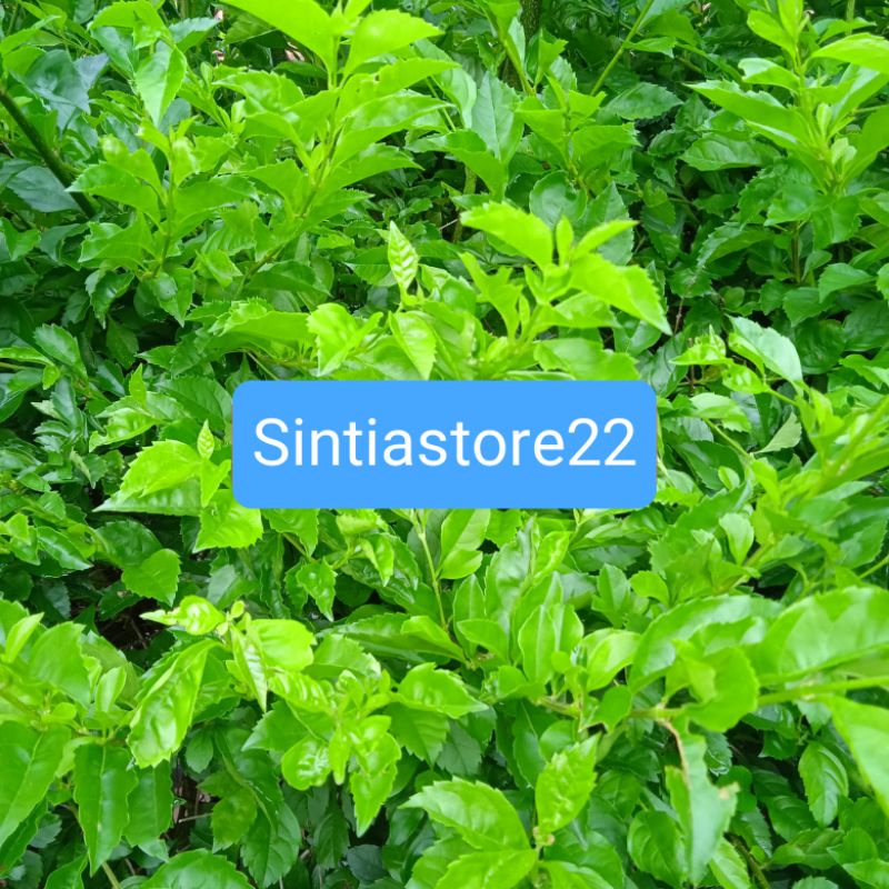 

Daun Beluntas segar per 1 kg ready