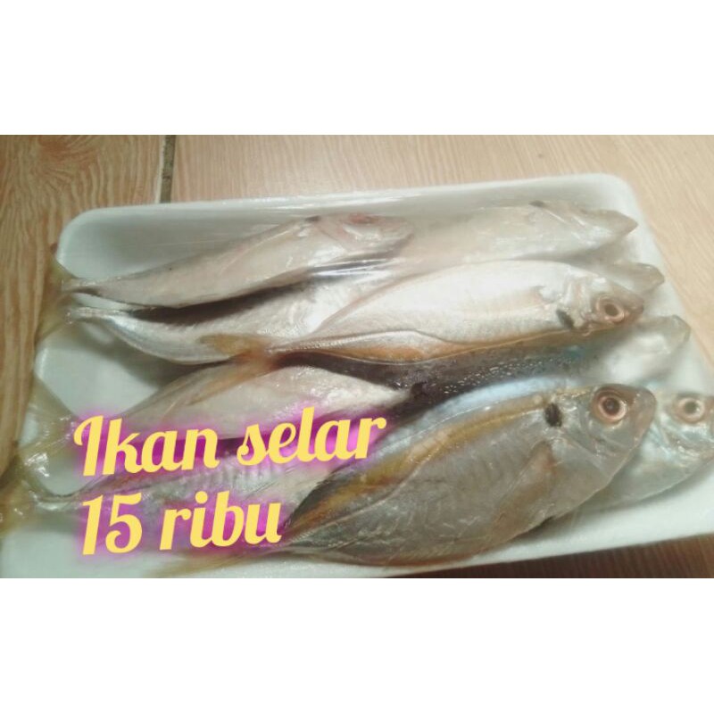 

Ikan selar