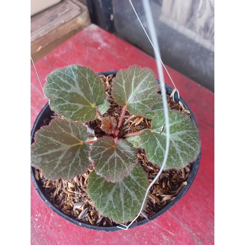 tanman hias gantung begonia strawberry coklat