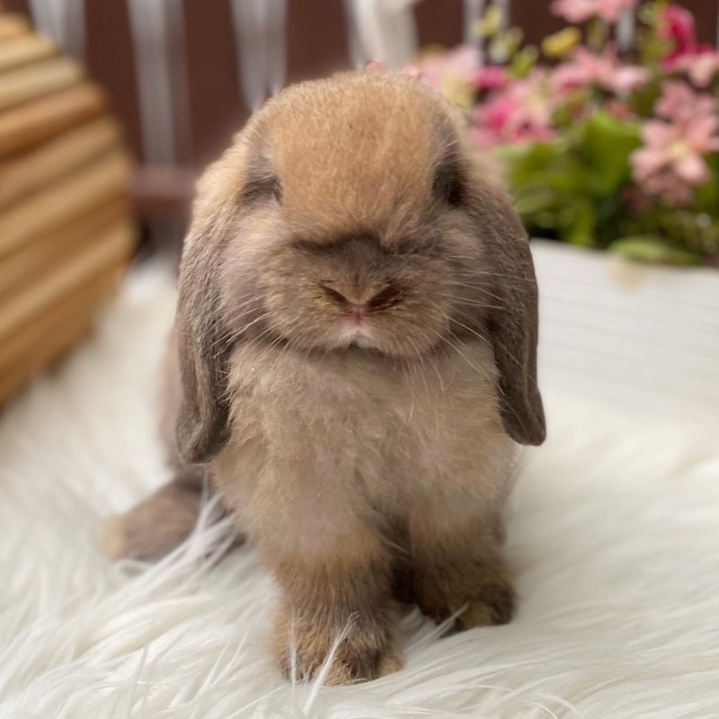 Kelinci Holland Lop Junior Jantan Tort Tori