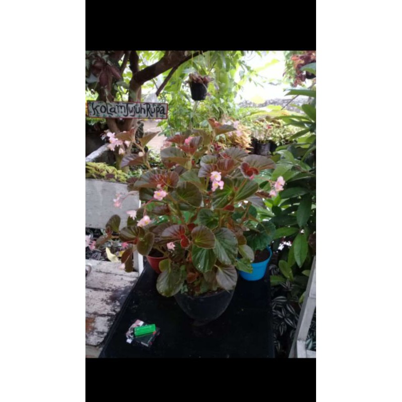 tanaman hias begonia bunga pink