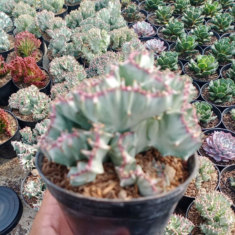 TANAMAN HIAS EUPHORBIA LACTEA SILVER CRISTATA