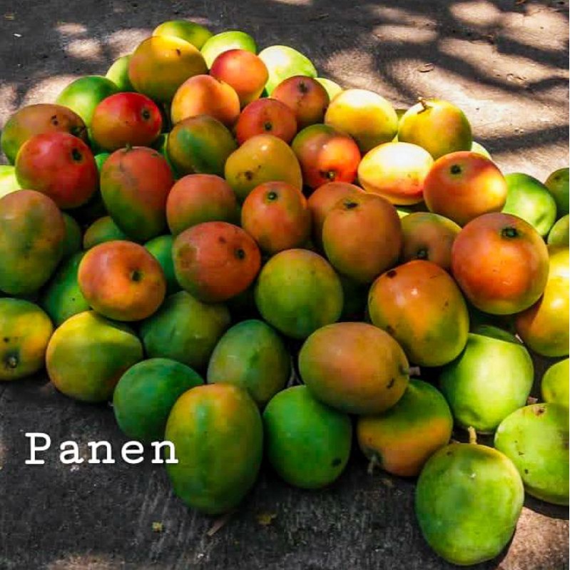 

Mangga Gedong Gincu Super Indramayu Asli perkilo [READY]