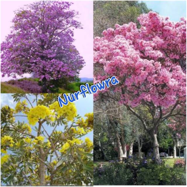 Tanaman hias tabebuya 1 meter pink, kuning , ungu