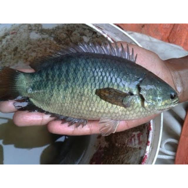 Ikan Papuyu / Ikan Betok / Ukuran Sedang - Besar