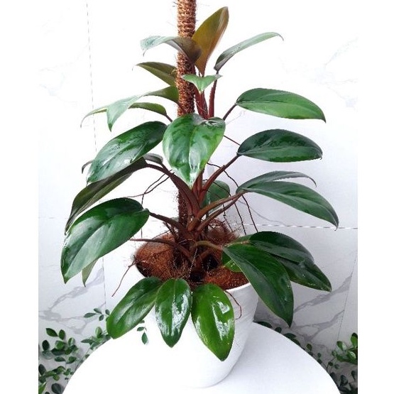 philo red congo / philodendron red congo