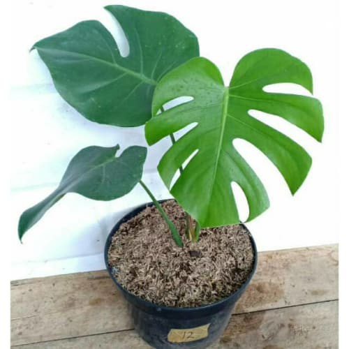monstera king anakan