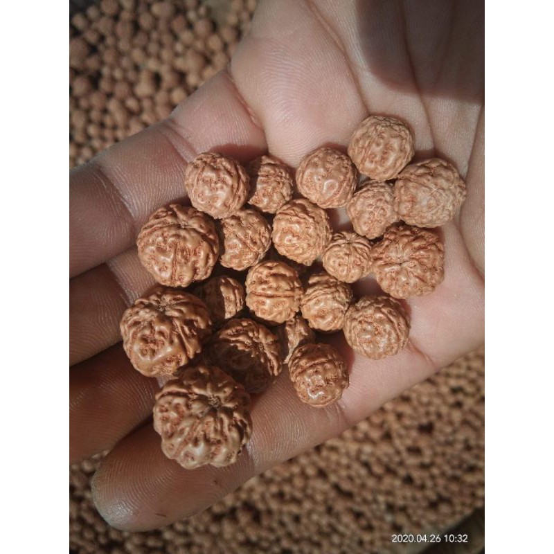 Jual Biji Jenitri, Mukhi, 5,7,9 Genitri, rudraksh, rudraksha,