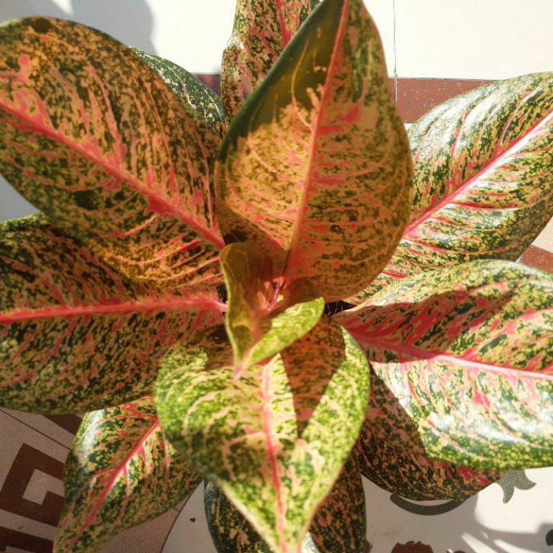 Aglaonema Tiara indukan