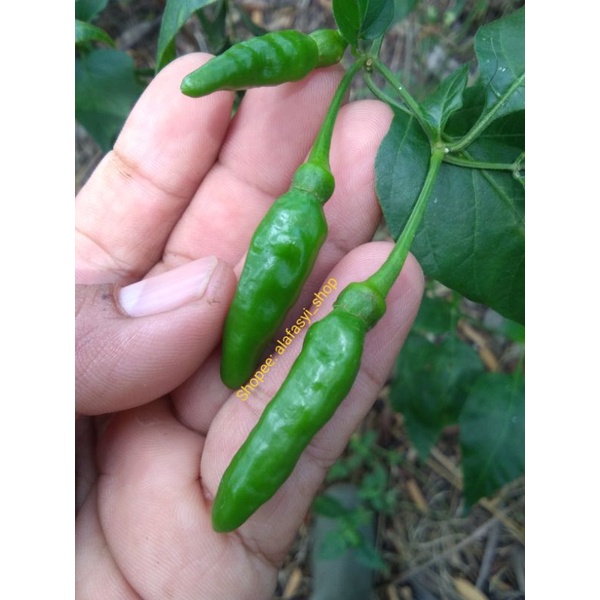 10gram Biji / Bibit Cabe Rawit hijau Lokal Mutiara Cabe Rawit Hijau