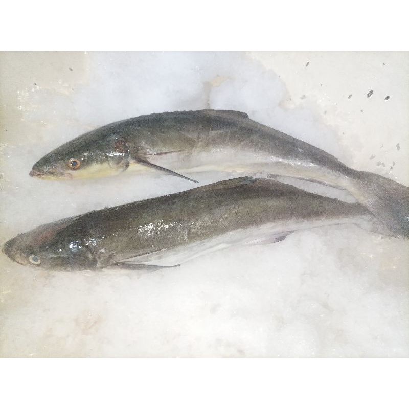 Ikan Gabus laut//1kg ikan Gabus laut Harian BERGARANSI segarr