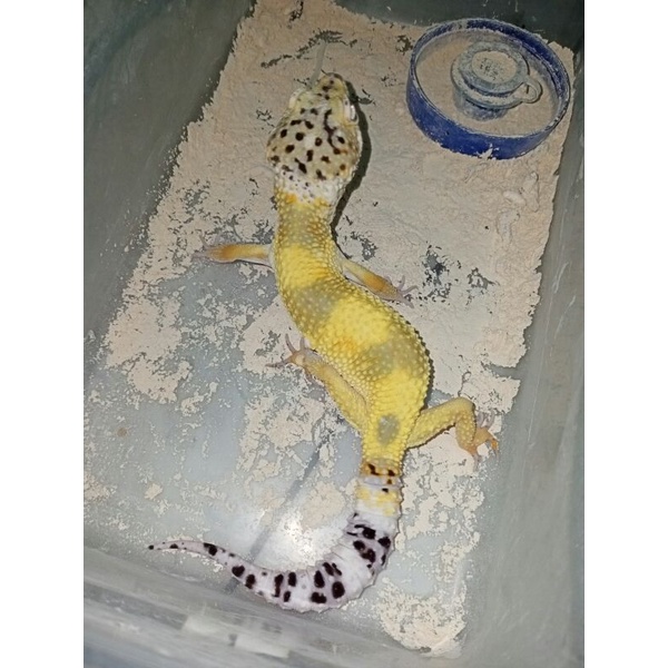 Gecko Hypo Snow Lemon Frost - Male (Jago Kawin)