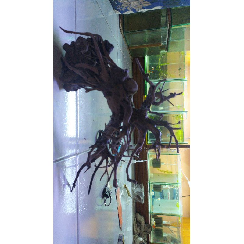 bonsai doyong aquascape