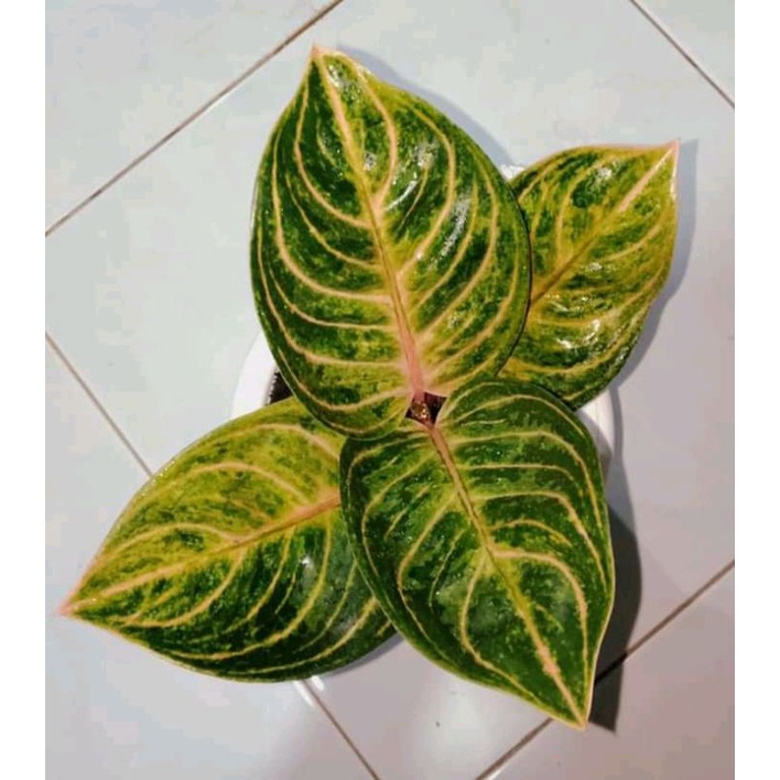 aglonema Rinjani anakan baby, benih_aglonema