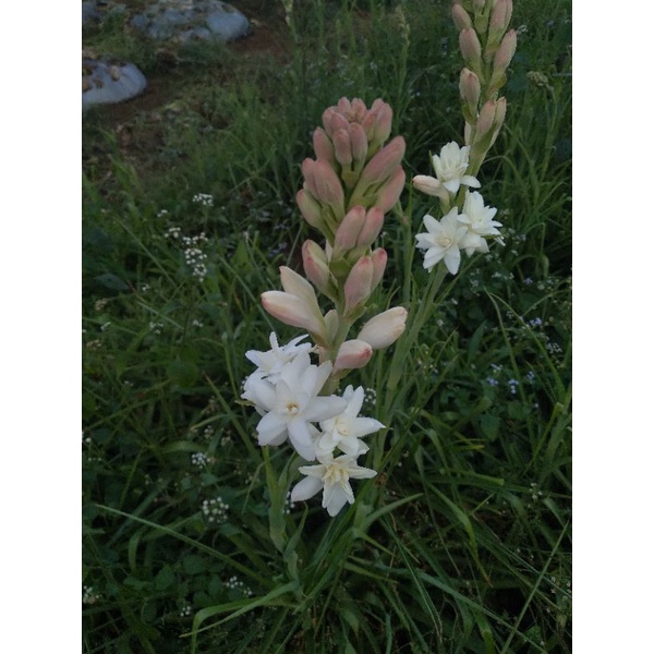 Umbi Bunga Sedap Malam Bandung Wangi