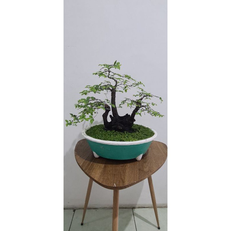 bonsai mustam