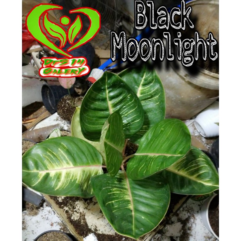 Aglaonema Black moonlight