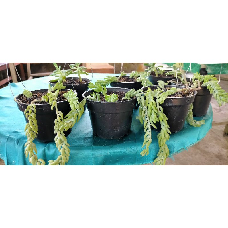 

air mata ibu / donkey tail