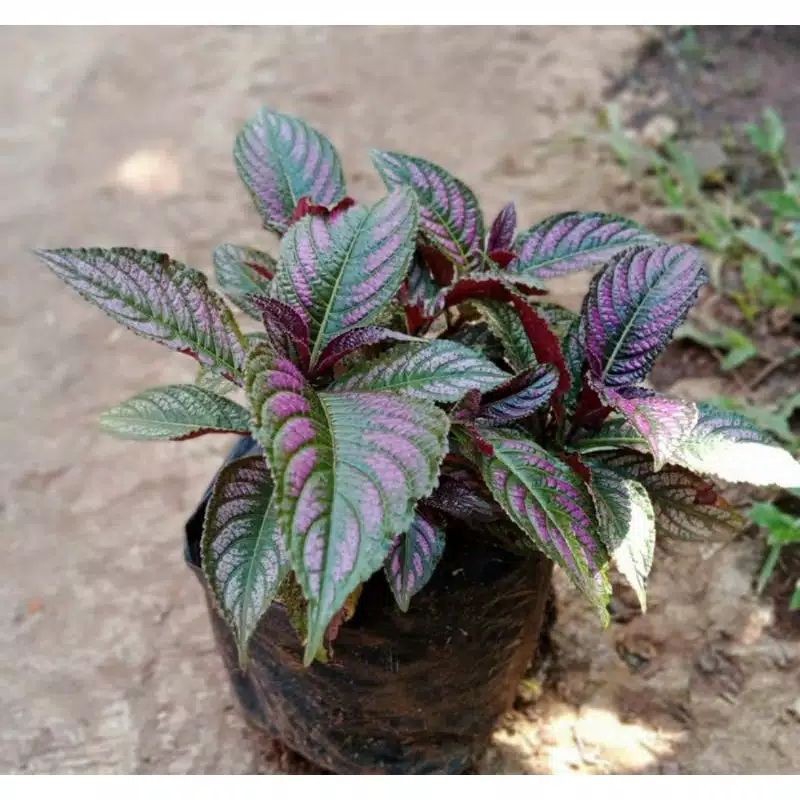 pohon keji beling ungu / tanaman hias