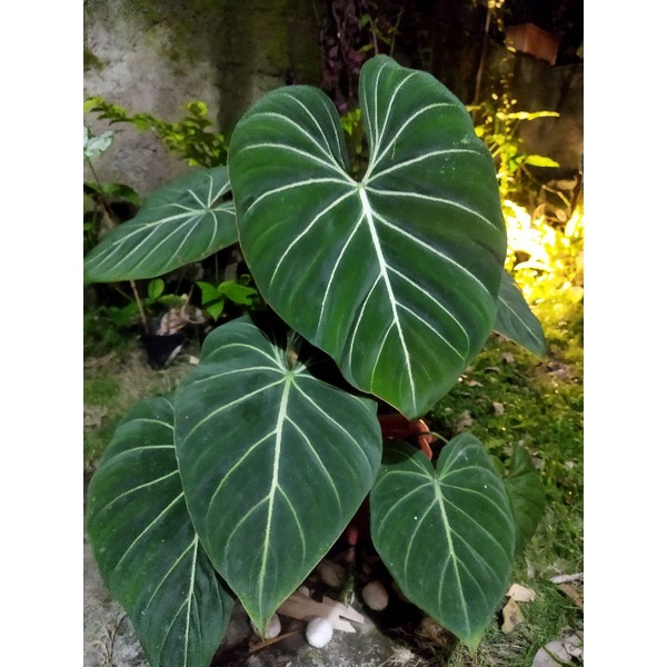 Philodendron Gloriosum Dark Form