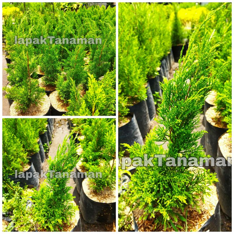 Jual Tanaman Hias Cemara Papua Sudah Besar dan Murah | Shopee Indonesia