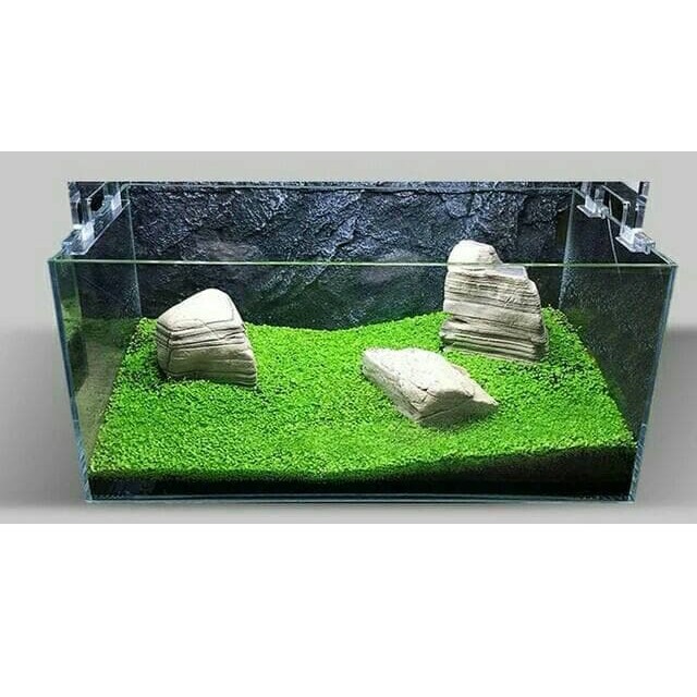 carpet seed benih tanaman air aquascape aquarium