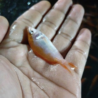 Image of Bibit ikan Nila Merah size 3-5cm