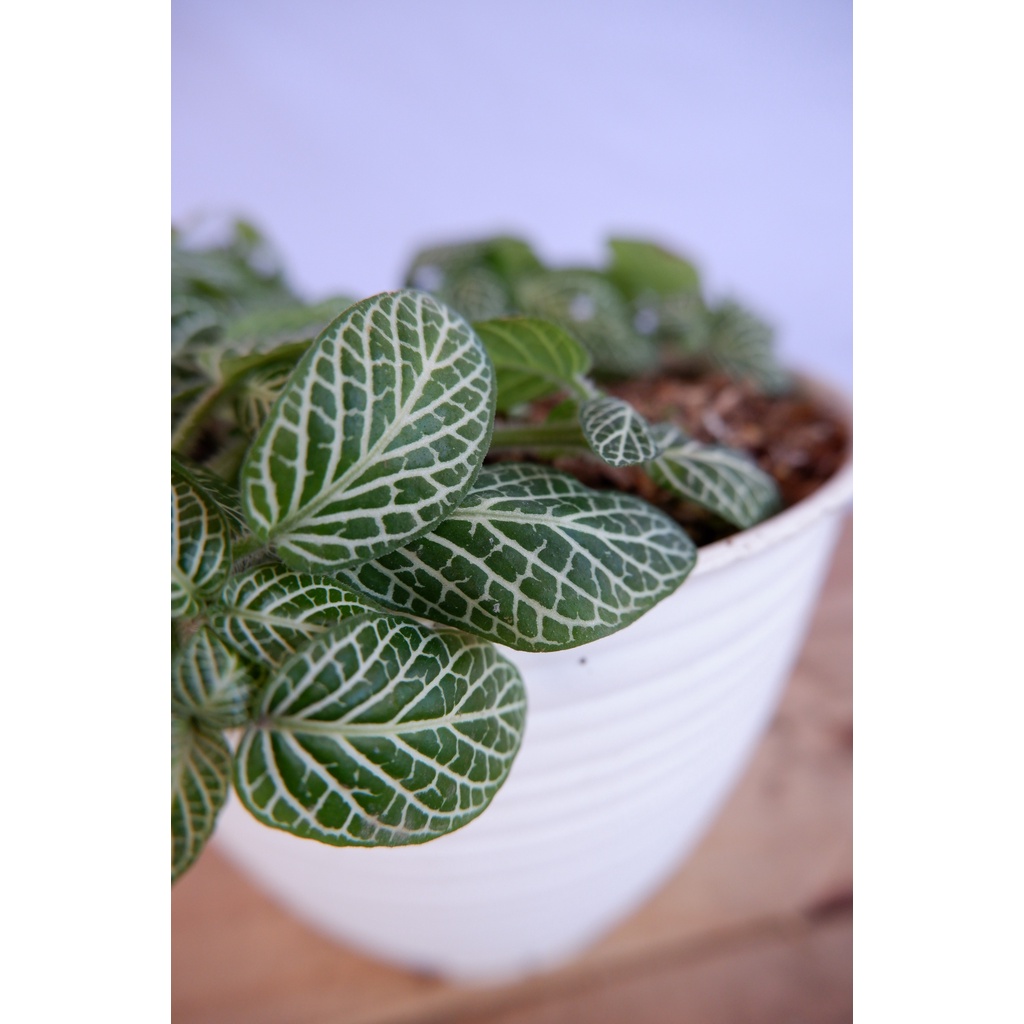 Fittonia Hijau - Tanaman Daun