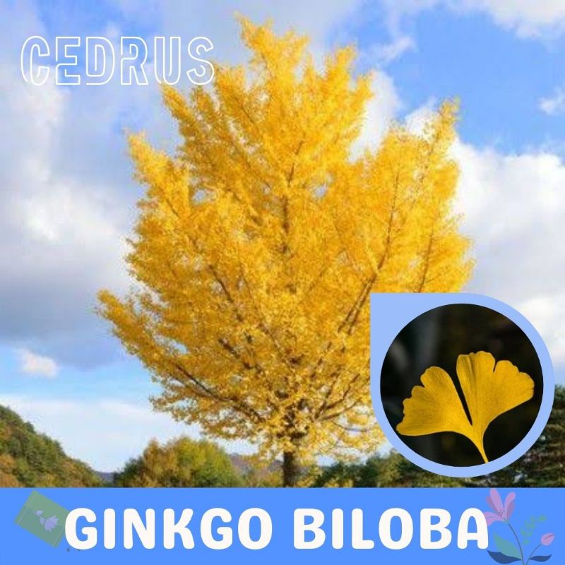 Benih GINKGO BILOBA - Biji Bibit Pohon Ginko