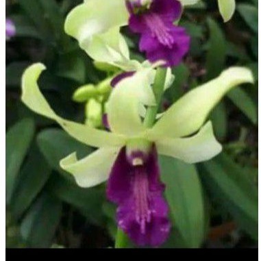 ANGGREK DENDRO DR UTHAI GREEN