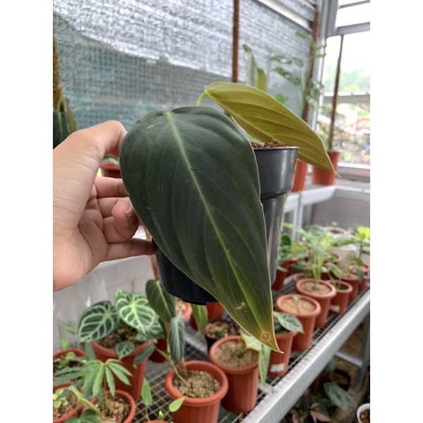 Philodendron Gigas