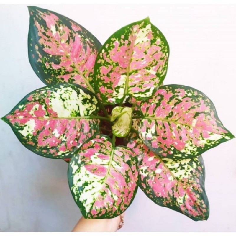 Bibit Aglonema Tricolor PROMO