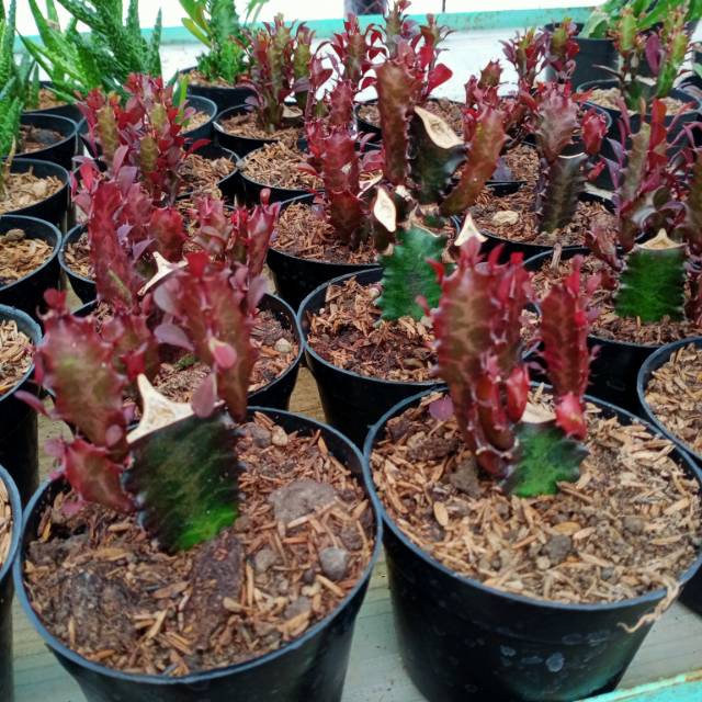 Tanaman hias sukulen euphorbia trigina red