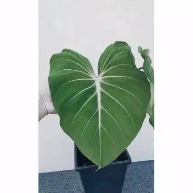 Glorisium Philodendron