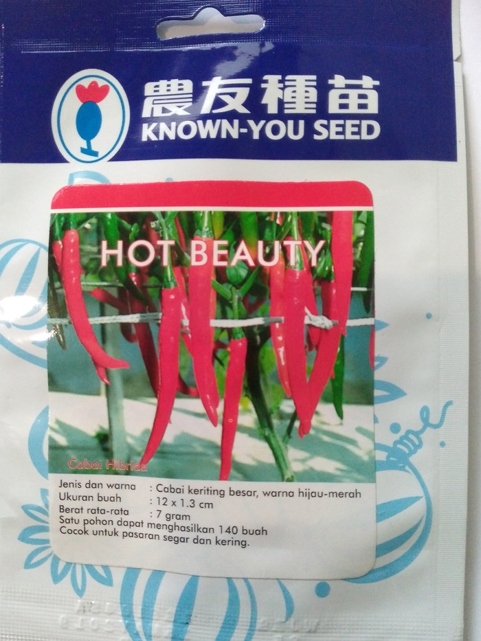TERBAIK Benih / bibit cabe keriting besar ( Hot beauty ) MURAH