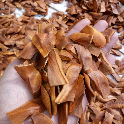 Biji Mahoni 10kg jual biji pohon mahoni siap semai biji asli unggulan