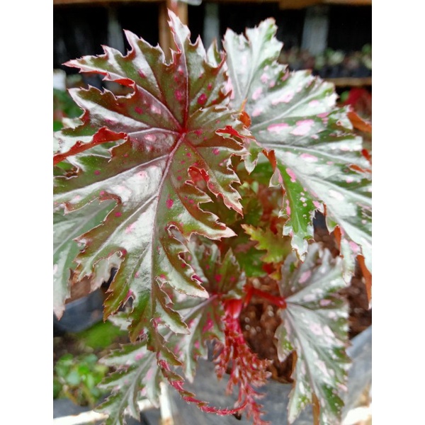 begonia spider merah
