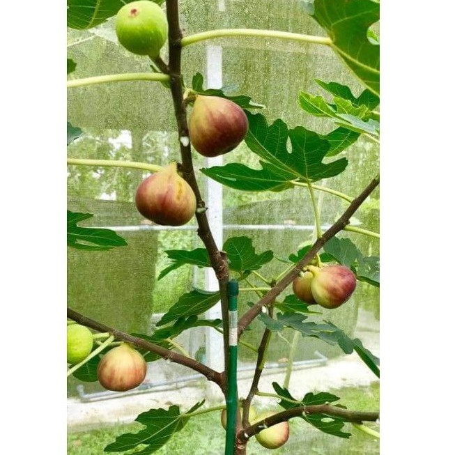 Bibit buah tin Red Palestine bibit tin merah besar Red Palestine bibit pohon tin