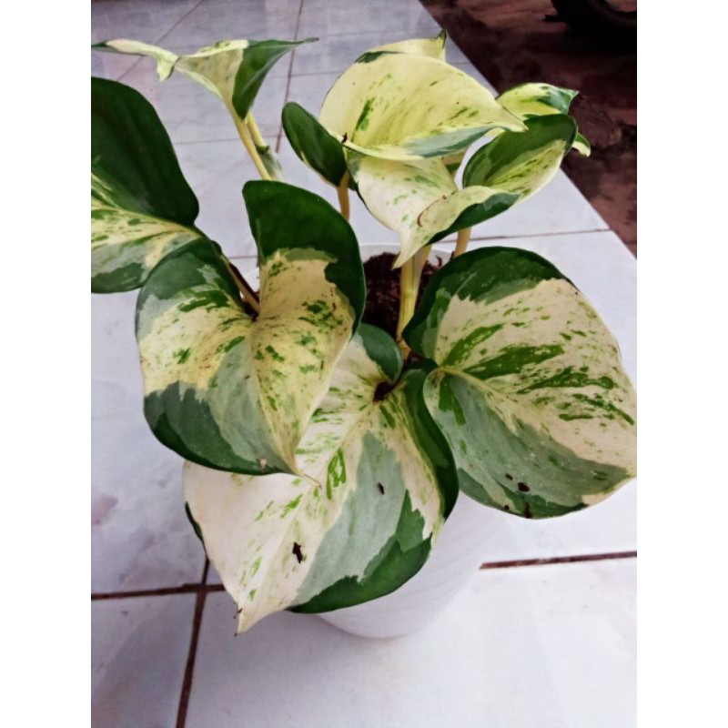 srigading manjula / srigading balon / srigading keong