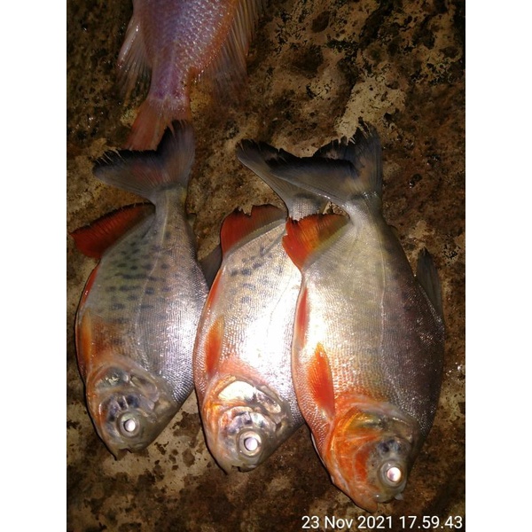 

ikan bawal segar