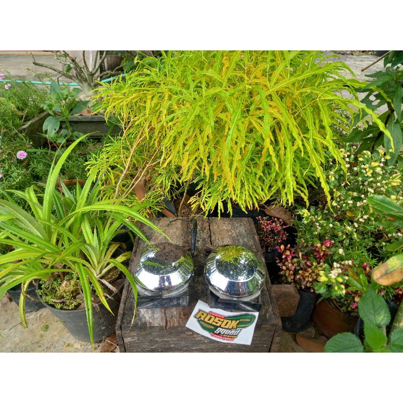 KLAKSON GL100 UH UL ORIGINAL SECOND