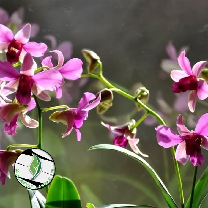 tanaman hias anggrek Dendrobium bunga ungu - anggrek Dendrobium