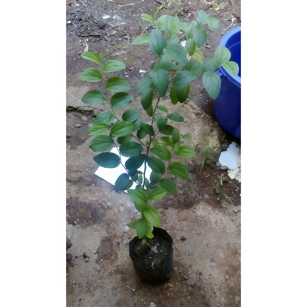 Diskon Bibit Pohon Bidara / Widara / Sidr Arab Berduri - Ziziphus Mauritiana