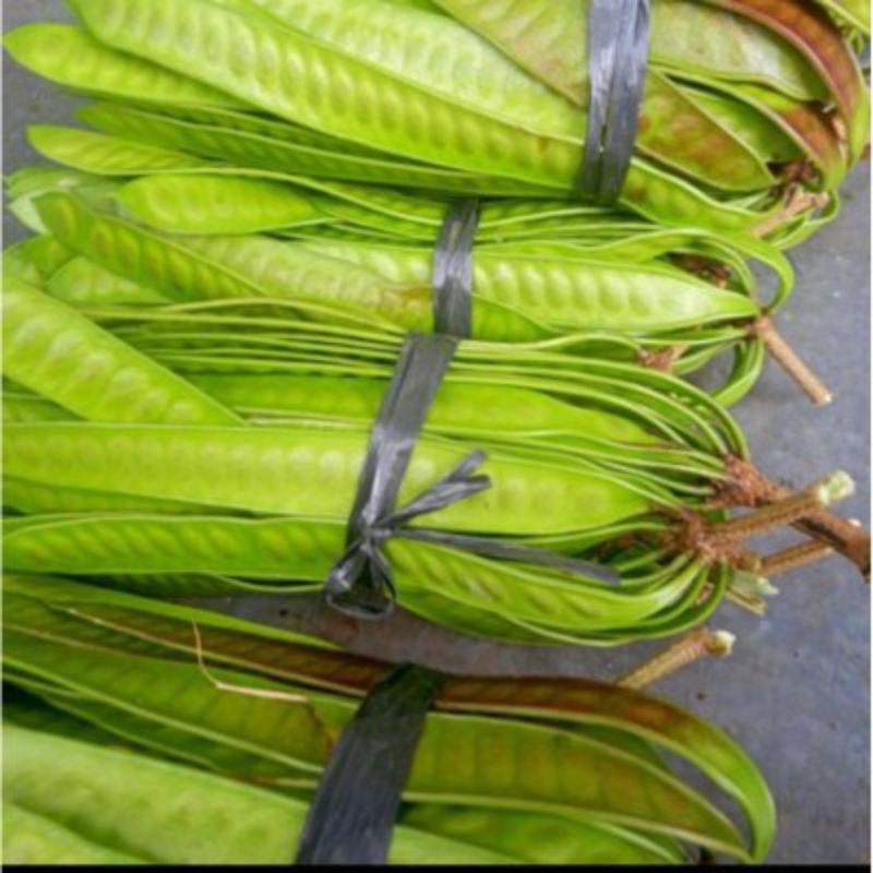 

petai padi petai cina lamtoro segar