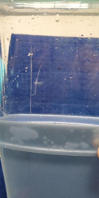 Tempat Sendok Adora / Cutlery Keeper Ts-33 Lion Star