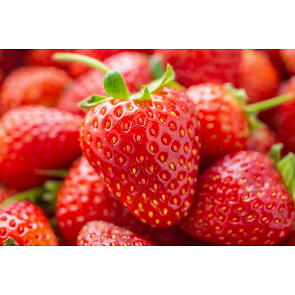 Paket Langsung Tanam - Gardening Kit - SPECIAL BOX - Benih Strawberry Merah / Red Strawberry Seeds