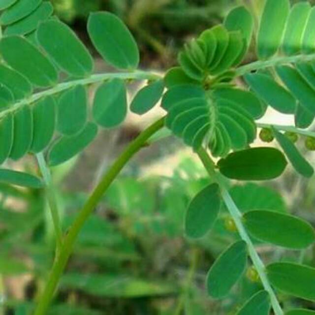 

Bubuk daun meniran kemasan 100gram