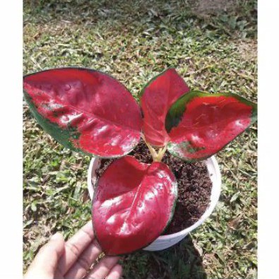 Bonggol aglonema suksom jaipong