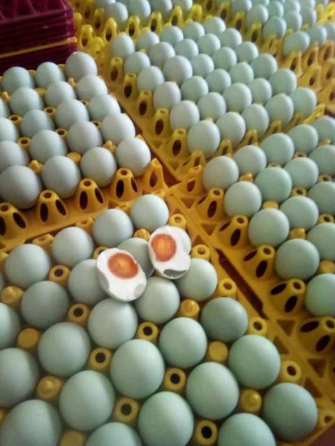 

Telor asin Masir istimewa